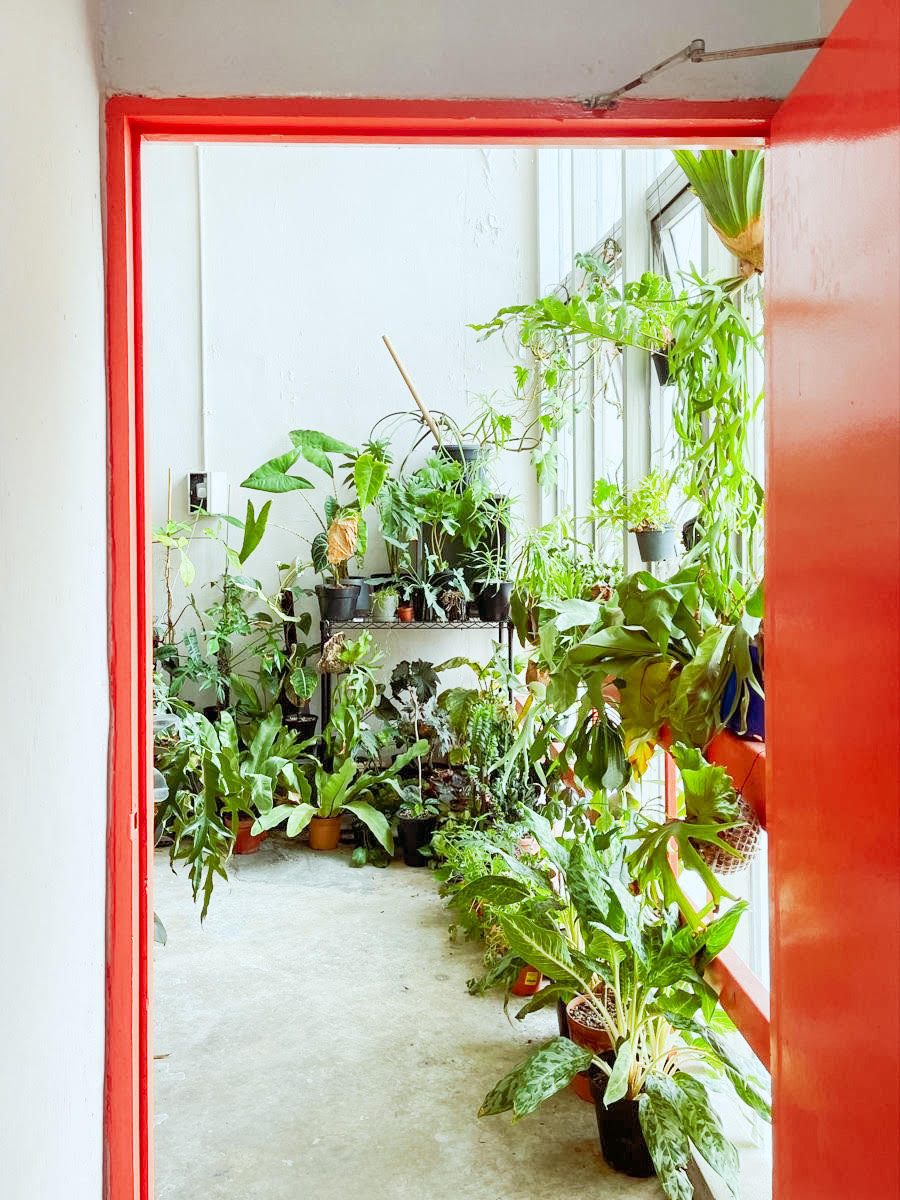 Plantas